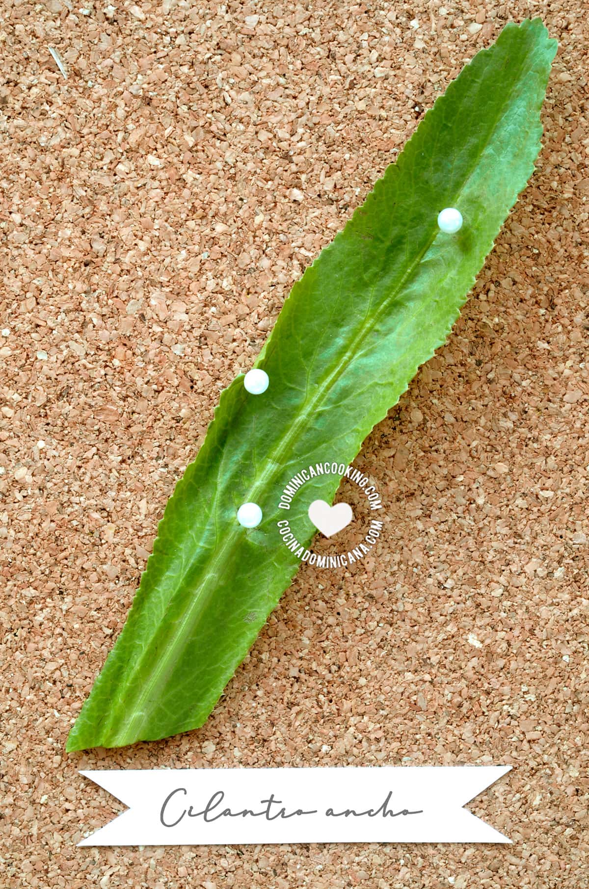 Cilantro ancho.