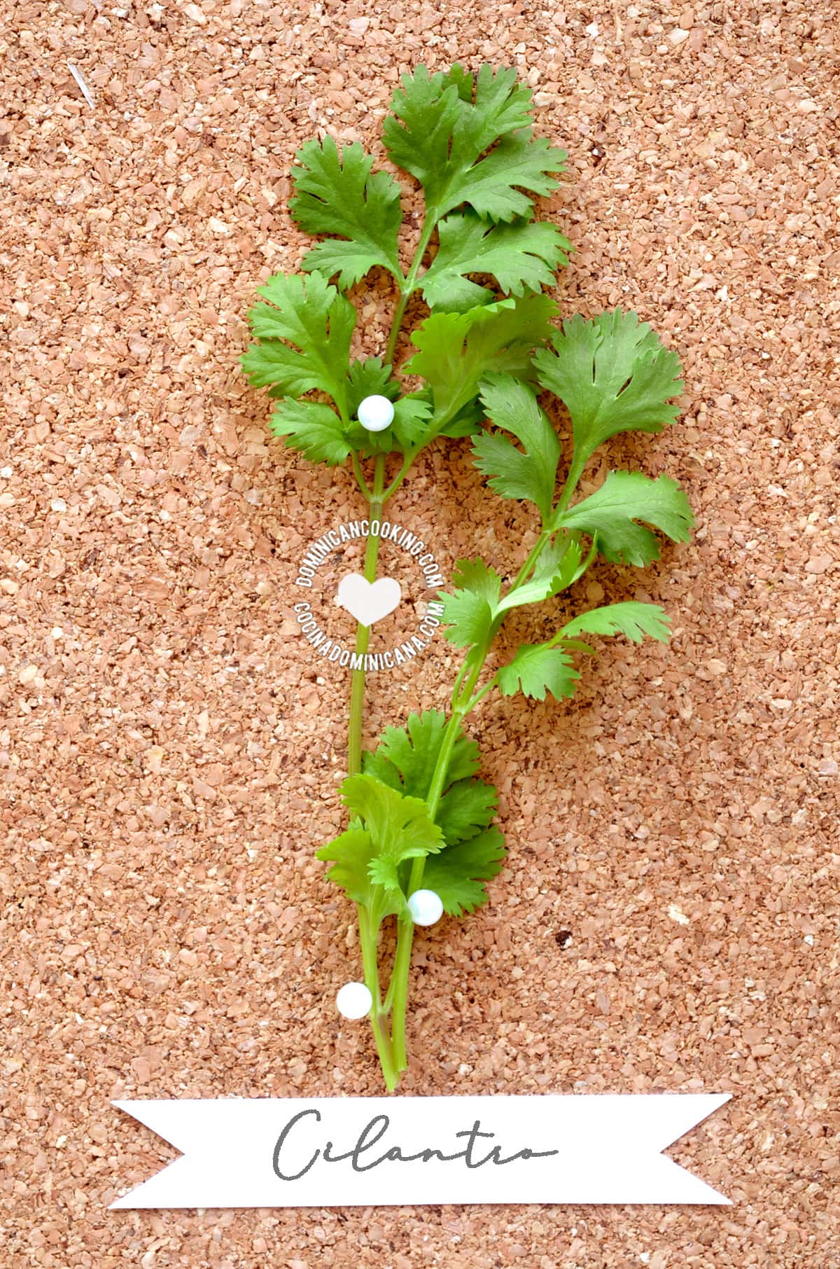 Cilantro, cilantrico, recaíto, verdurita.