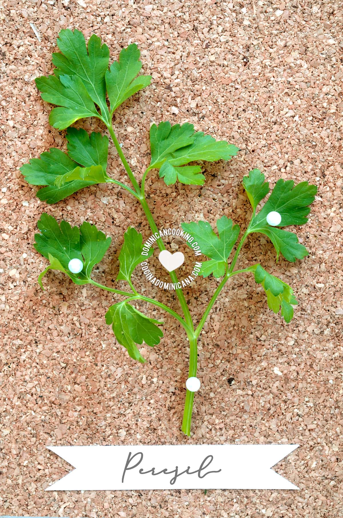 Perejil, recao, verdura.