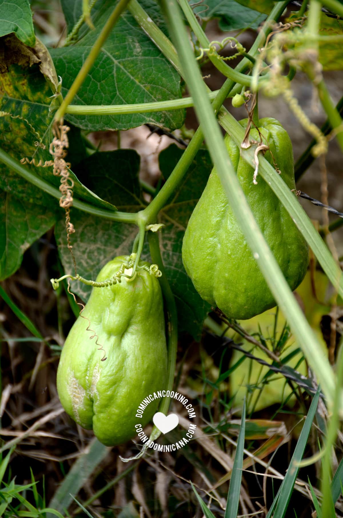 Tayota, chayote.