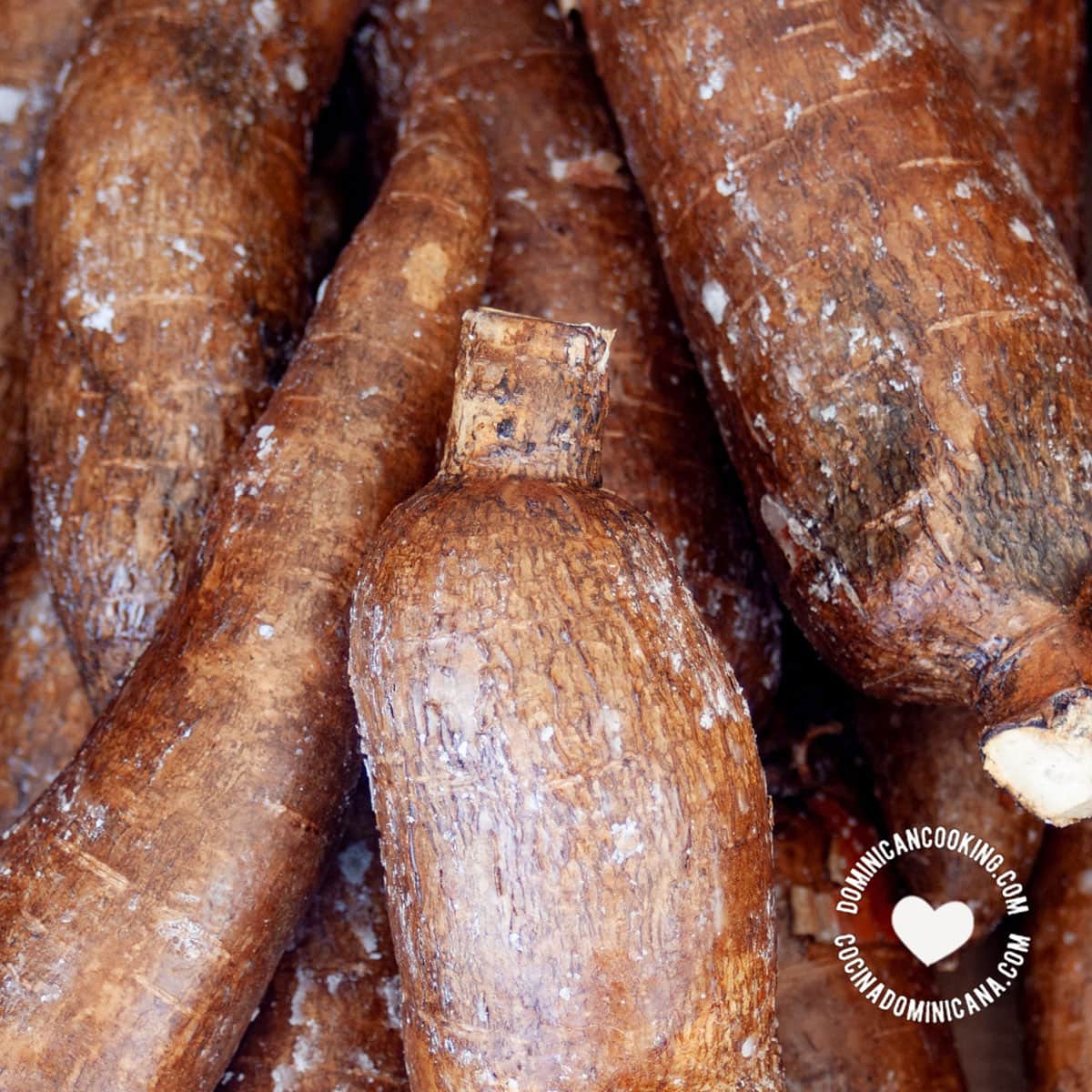 Yuca (cassava).